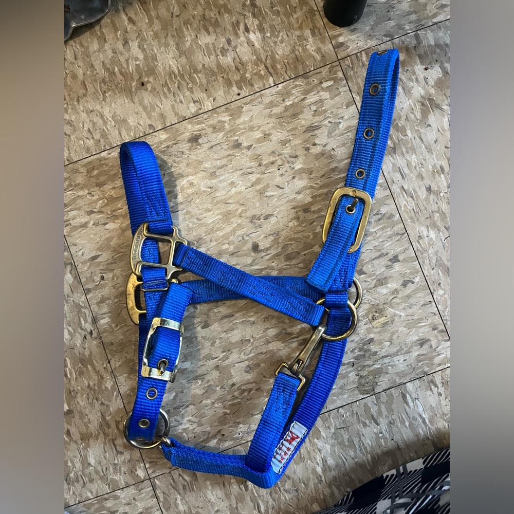 Weanling Halter